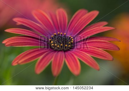 Aster Flower Summer Garden Nature Floral Impression