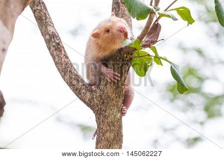 Lesser Bamboo Rat In Nature