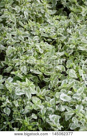 fresh green Pedilanthus tithymaloides plants in nature garden