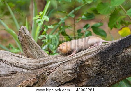Lesser Bamboo Rat In Nature