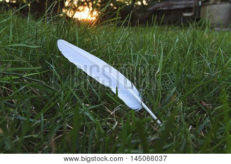 green grass and white feather at sunset, write a letter feather, a symbol of purity, creativity