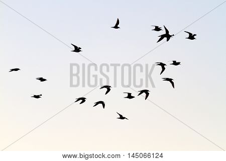 flock of shorebirds migrate south, the birds in the sky, silhouettes
