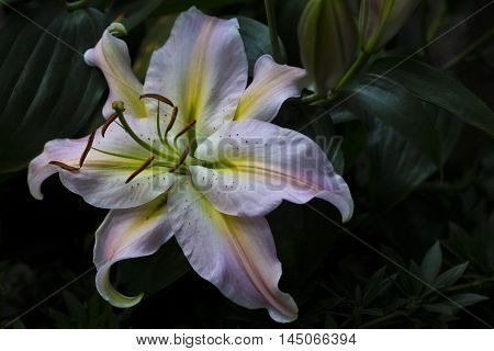 Lilium Flower Summer Garden Blossom Sentiment Impression