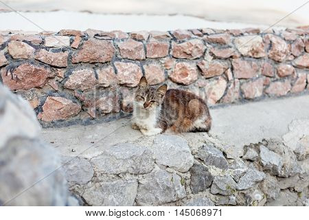 Cute cat in nature at the sea