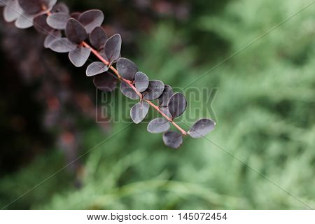 Berberis thunbergii on a background of green foliage.