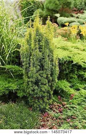 David yew - a fragment of garden landscape.