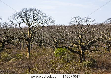 Giant ceiba trees in coast of Ecuador