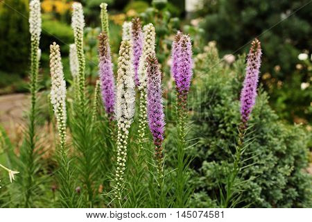 Spikelet Liatris (Liatris spicata) - original and very undemanding perennial. Inflorescences of white and purple flowers stand out against the green of summer.