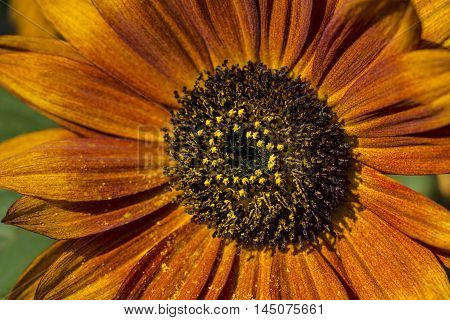 Sunflower Flower Garden Autumn Nature Blossom Impression