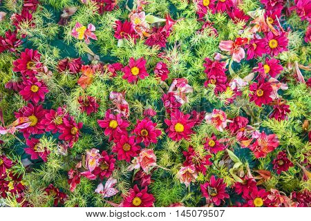 pink or red color and texture clearance from the lungs