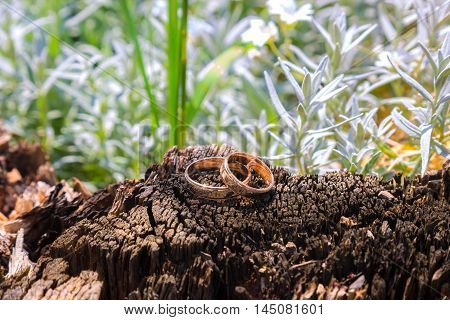 wedding rings on a tree stump old