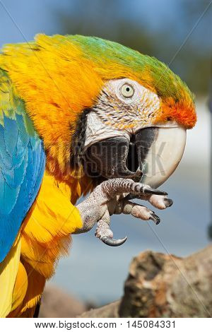 Parrot feeding with food in its claw