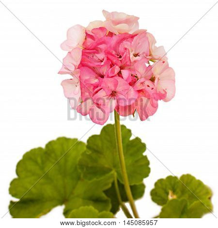 Pink geranium (pelargonium) with few green leaves isolated on white background