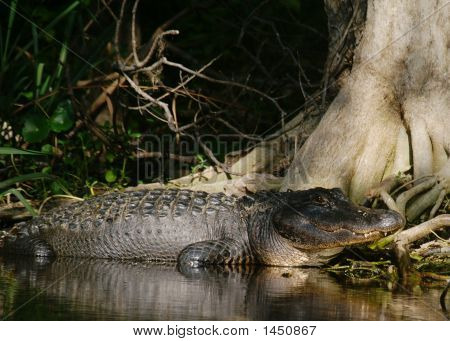 Gator 21