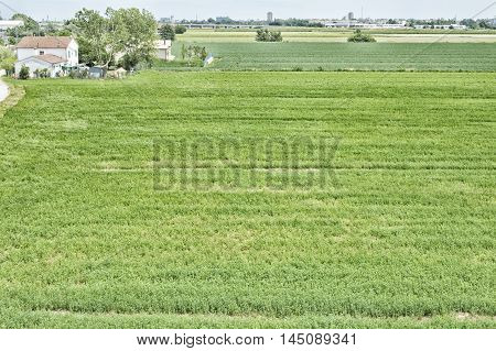 Countryhouse with a big field north of Italy