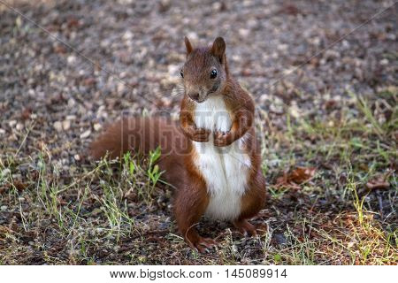 Red Squirrel Sciuridae Wood Wildlife Looking Impression