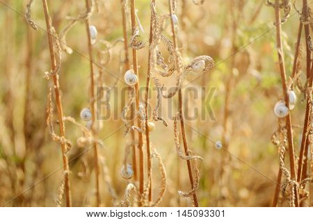 Wild meadow grass under morning sunlight. Autumn field with p small snails background. Sunny seasonal backdrop for your design