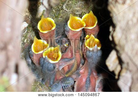 Hungry baby birds shout their lungs out