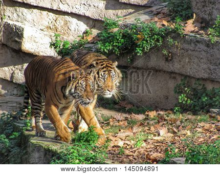 Two tigers walking in the same direction.