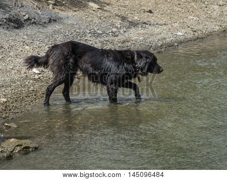 Big Black Dog On The Lake Beletsi In Greece