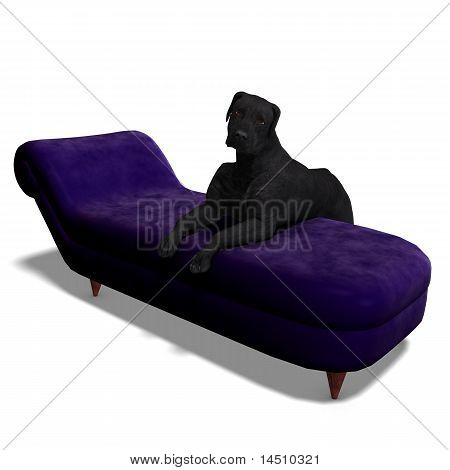 Labrador Retriever hund
