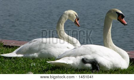 Two Swans By The Lake