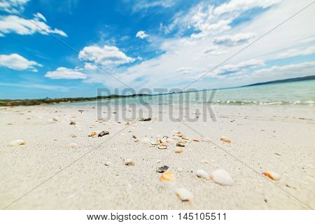 shells on the sand in Cala Brandinchi Sardinia