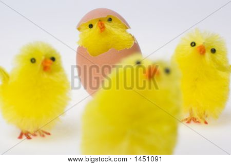 Ostern-Küken