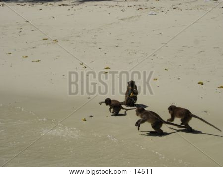 Monkey Beach i Thailand