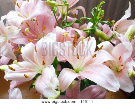 Reihe von Rosa Lilien