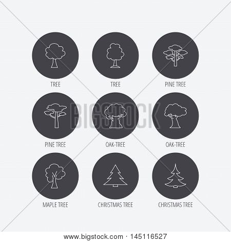 Pine tree, maple and oak icons. Christmas trees linear signs. Forest trees flat line icons. Linear icons in circle buttons. Flat web symbols. Vector