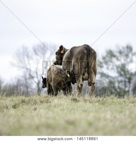 Nursing calf and commercial beef cow with dormant grass with blank foreground