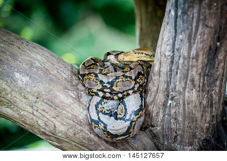 Tiger Python (python molurus bivittatus) in a zoo