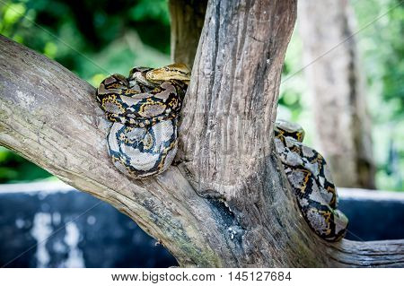 Tiger Python (python molurus bivittatus) in a zoo