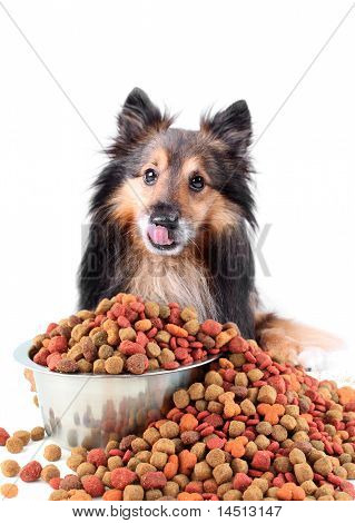 Likken van de hond met morsen voedsel