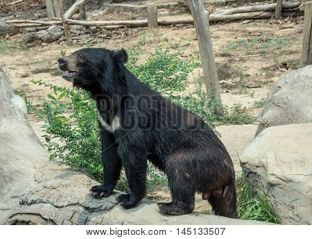 Asiatic black bear  garden, heavy, omnivorous  zoo