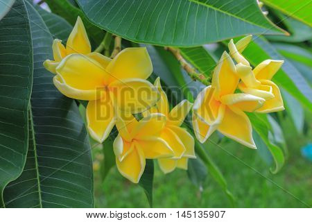 Plumeria flower Desert Rose. beautiful yellow Plumeria on the tree. or Impala  Lily .  ( Common name Apocynaceae Frangipani Pagoda tree Temple tree )