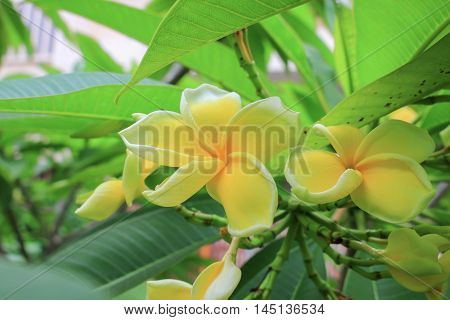 Plumeria flower Desert Rose. beautiful yellow Plumeria on the tree. or Impala  Lily .  ( Common name Apocynaceae Frangipani Pagoda tree Temple tree )