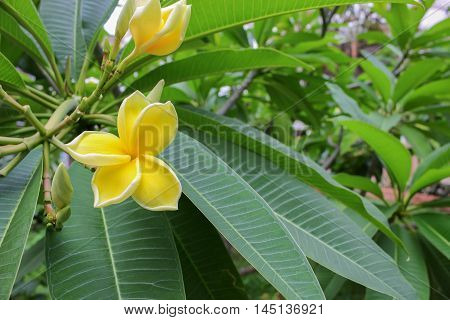 Plumeria flower Desert Rose. beautiful yellow Plumeria on the tree. or Impala  Lily .  ( Common name Apocynaceae Frangipani Pagoda tree Temple tree )