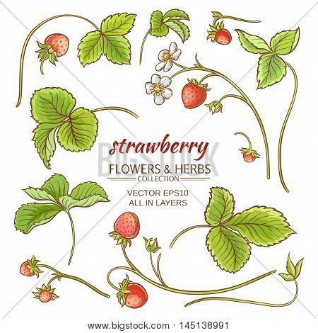 strawberry elements vector set on white background