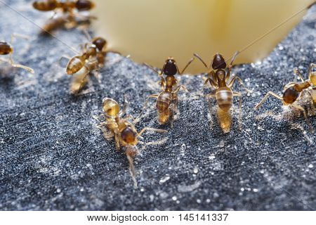 Close Up Of Red Imported Fire Ants (solenopsis Invicta) Or Simply Rifa