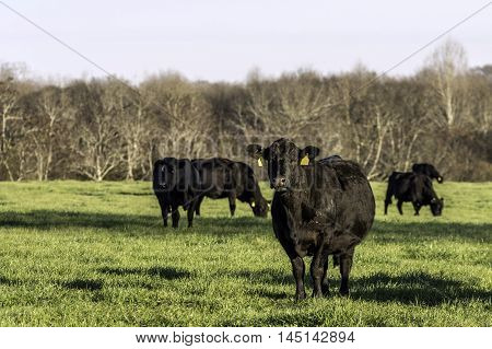 Angus cows on green spring rye grass pasture with blank area to the left