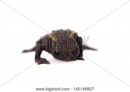 The Guacamayo Plump Toad, Osornophryne guacamayo, isolated on white background
