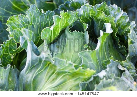 Green big fresh ripe cabbage growing in the garden. Organic vegetables in the farm. Cabbage detail or cabbage background.