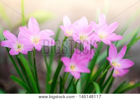 Beautiful Rain Lily Flower. Zephyranthes Lily ,fairy Lily, Little Witches. (zephyranthas Sp.)