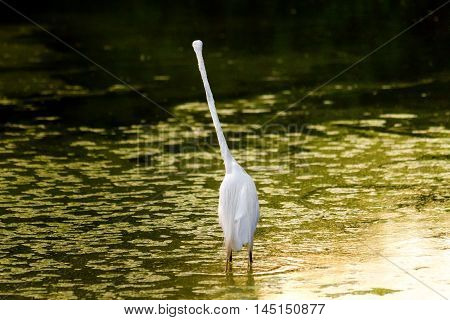 An image from behind a great white heron or egret. The bird is wading in yellowish green water at dusk and craning the neck as if to see something in the distance.