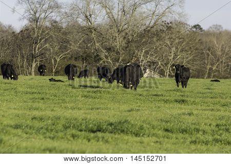 Black Angus cattle grazing in a ryegrass pasture in early spring