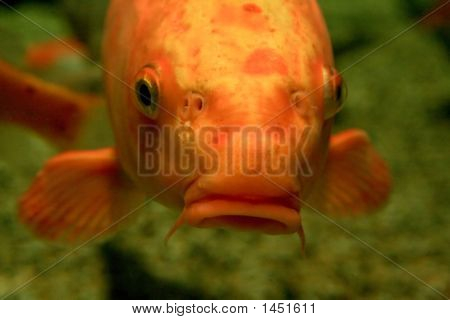 Poisson orange