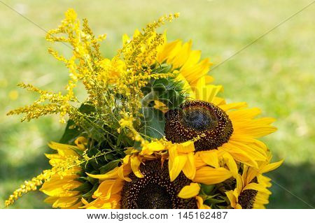 The Scenery Of Sunflower