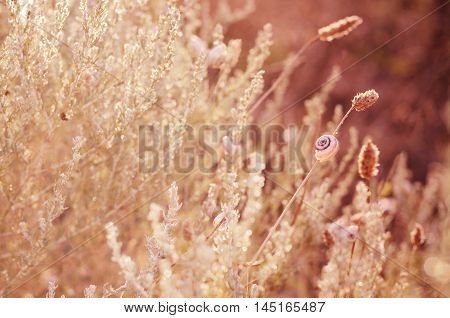 Wild meadow grass under morning sunlight. Autumn field with p small snails background. Sunny seasonal backdrop for your design